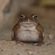 An African common toad engages in a stare-down on the Qatar University campus